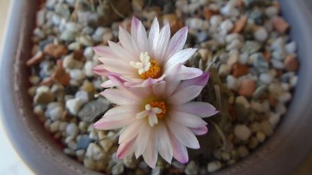 Turbinicarpus schwarzii v. rubriflorus