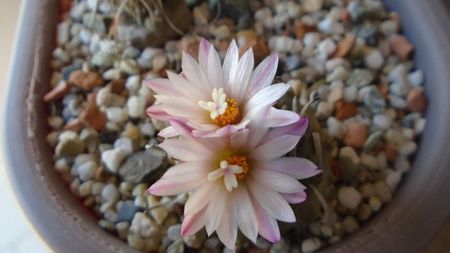 Turbinicarpus schwarzii v. rubriflorus