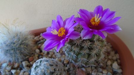 Mammillaria schumannii v. globosa