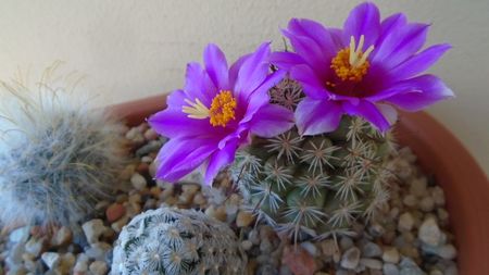 Mammillaria schumannii v. globosa