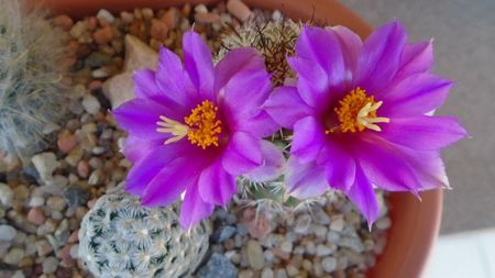 Mammillaria schumannii v. globosa