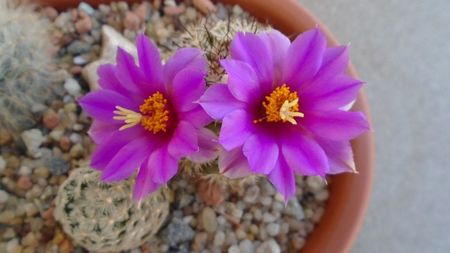 Mammillaria schumannii v. globosa