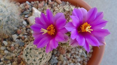 Mammillaria schumannii v. globosa