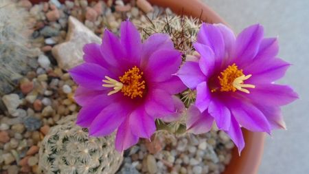 Mammillaria schumannii v. globosa