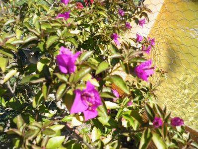 bougainvillea glabra