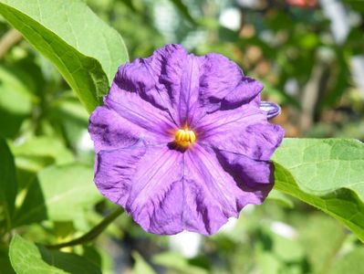 solanum royal robe