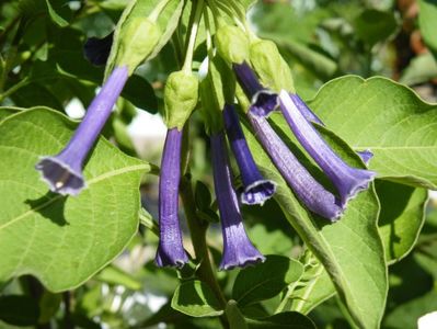 iochroma cyaneum