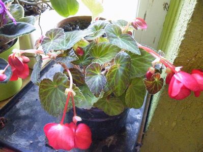 begonia neidentificata??