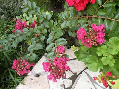 lagerstroemia red imperator