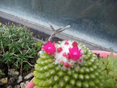 mammilaria polythele inermis