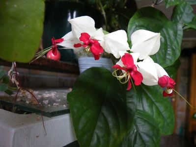 clerodendrum thompsoniae