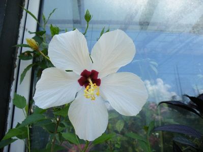 hibiscus cairo apricot