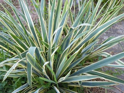 yucca variegata