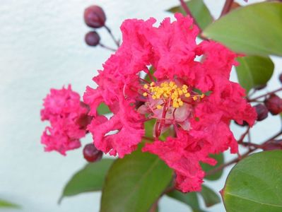 lagerstroemia dynamite