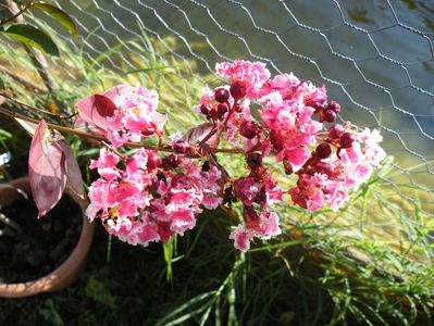 lagerstroemia berlingoth menthe