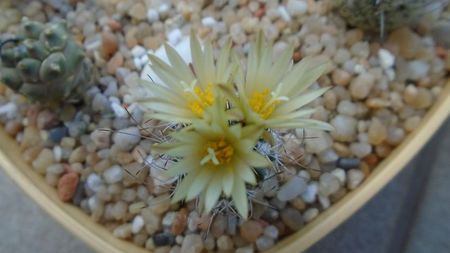 Turbinicarpus krainzianus