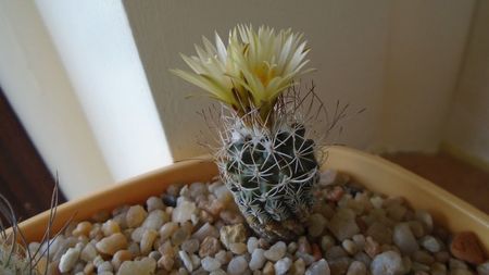 Turbinicarpus krainzianus