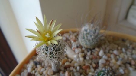 Turbinicarpus krainzianus v. minimus