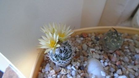 Turbinicarpus krainzianus