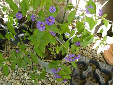 solanum rantonetti