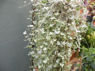 dichondra silver falls