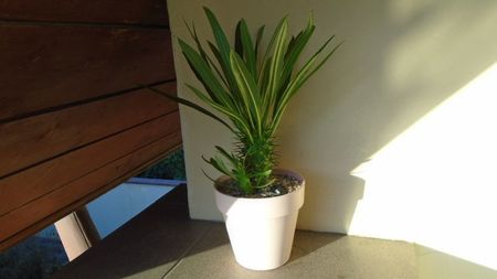 Pachypodium lamerei