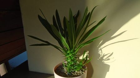 Pachypodium lamerei