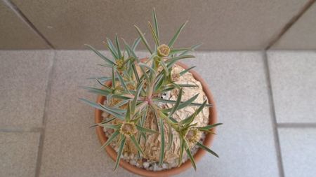 Euphorbia trichadenia