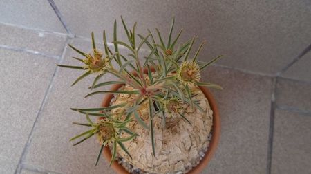 Euphorbia trichadenia