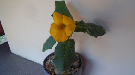 Uncarina  roeoesliana