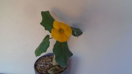 Uncarina  roeoesliana