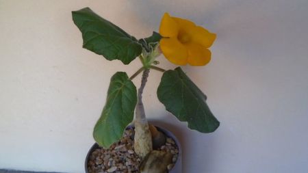 Uncarina  roeoesliana