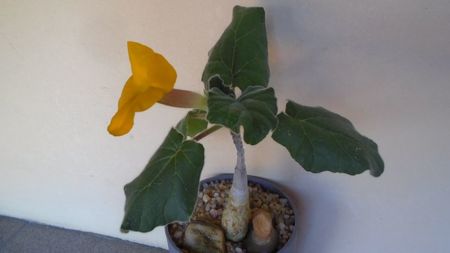 Uncarina  roeoesliana