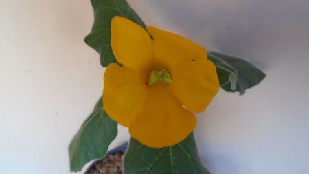 Uncarina  roeoesliana