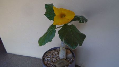 Uncarina  roeoesliana