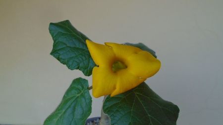 Uncarina  roeoesliana