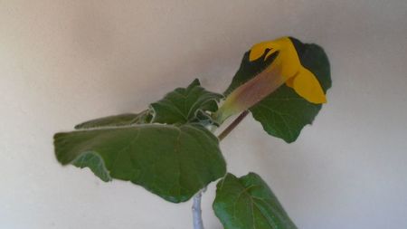 Uncarina  roeoesliana