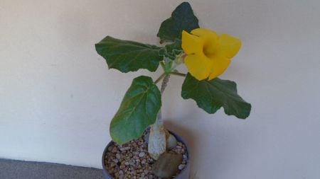 Uncarina  roeoesliana