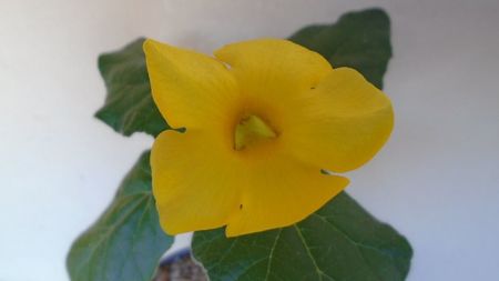 Uncarina  roeoesliana