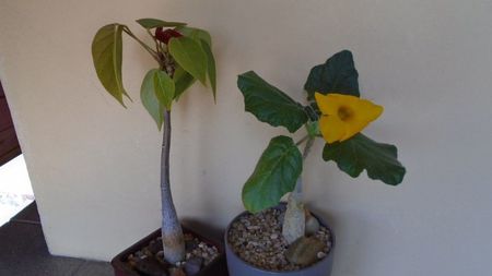 Uncarina  roeoesliana & Pseudobombax ellipticum