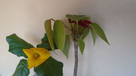 Uncarina  roeoesliana & Pseudobombax ellipticum