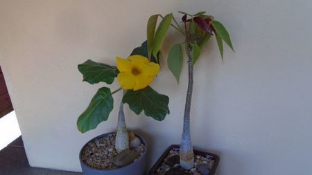 Uncarina  roeoesliana & Pseudobombax ellipticum