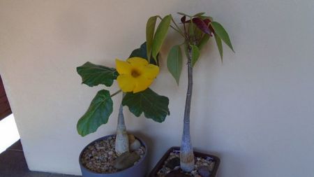 Uncarina  roeoesliana & Pseudobombax ellipticum