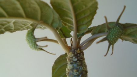 Dorstenia foetida