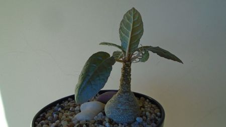 Dorstenia foetida