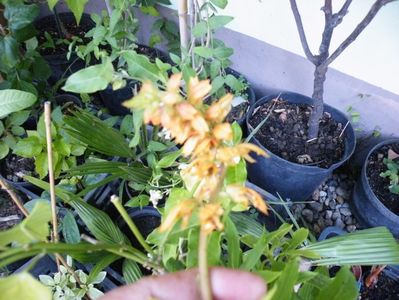 isoplexis canariensis