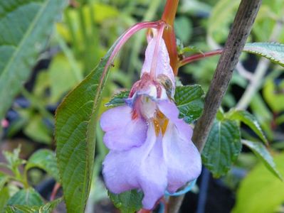 impatiens arguta