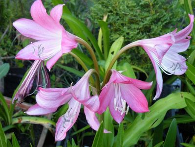 crinum powelli