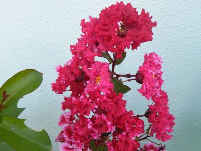 lagerstroemia dynamite