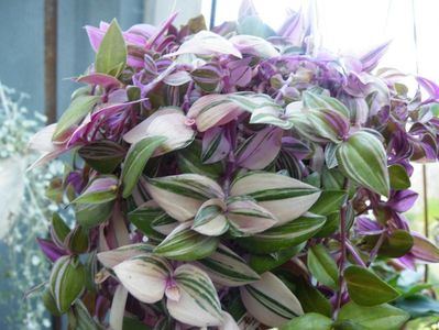 tradescantia quadricolor